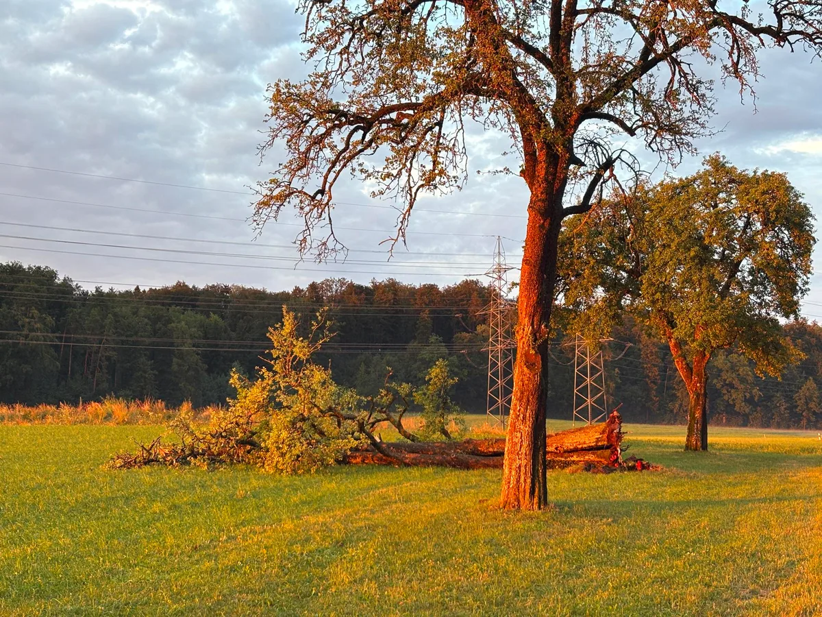 Der Apfelbaum in Luckhausen hielt dem Gewitter nicht Stand. Man sieht einen Baum, der umgefallen ist.